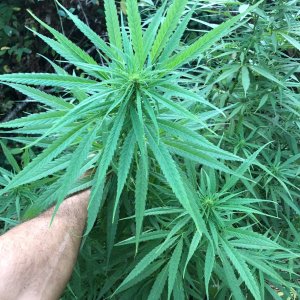 Dutertes Nightmare pheno sativa dominant top bud 2.jpg