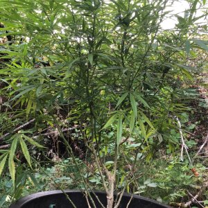 Dutertes Nightmare sativa dominant after pruning lolipop.jpg