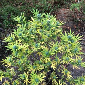 Chunky Skunk 2 weeks from harvest outdoors.jpg