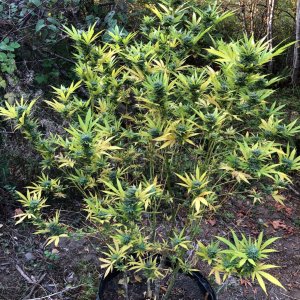 Chunky Skunk 2 weeks from harvest water deprivation high stress training.jpg