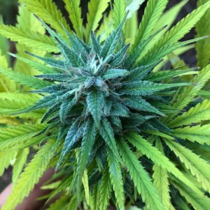 Chunky Skunk bud outdoors finishing week 2.jpg