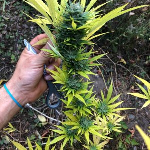 Chunky Skunk bud outdoors finishing week side branch.jpg