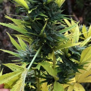 Chunky Skunk bud outdoors finishing week top bud color.jpg