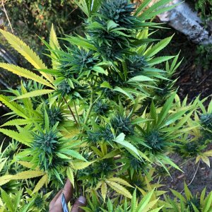 Chunky Skunk Top buds training finishing week.jpg