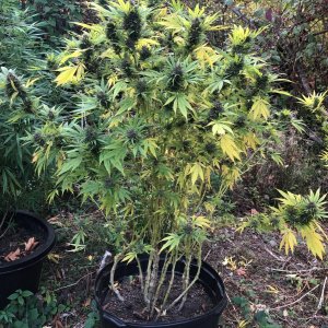 Durban Poison before harvest top section.jpg