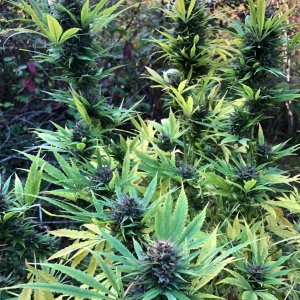 Durban Poison crown buds harvest day.jpg