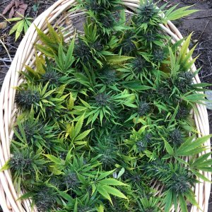 Durban Poison harvest basket all top buds .jpg