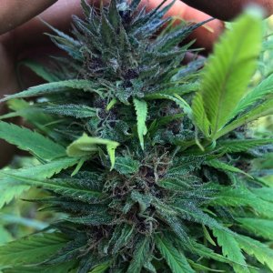 Durban Poison top bud harvest day 3.jpg