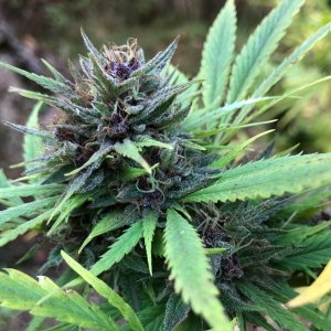 Durban Poison top bud harvest day close up.jpg