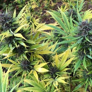 Durban Poison top bud harvest day finishing color.jpg