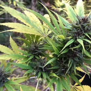 Durban Poison top bud harvest day side branch.jpg