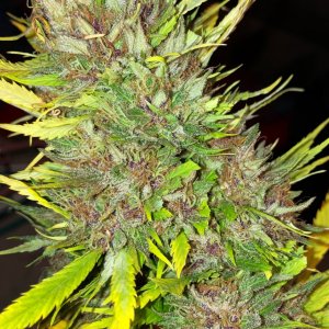 Durban Poison wet bud finishing color 2.jpg