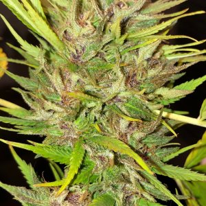 Durban Poison wet bud finishing color.jpg