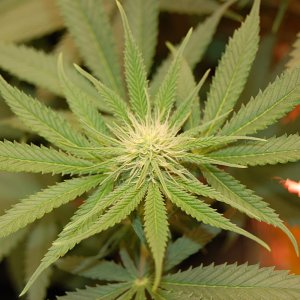 cannabis-plant-flower.JPG