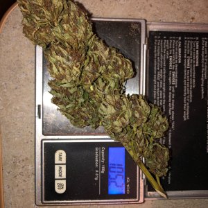 1 very nice bud.jpg