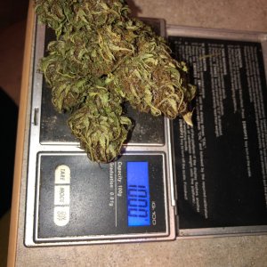 3 buds weight.jpg