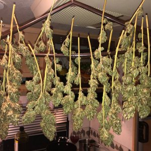 Durban Poison top bud dried and ready for cure.jpg