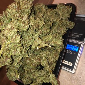 Durban Poison top buds dry weight not bad for onlt tops.jpg