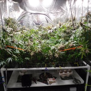 HI Day 75 flower harvest day (1).JPG