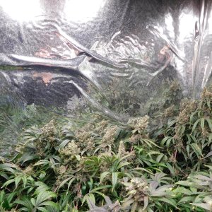 HI Day 75 flower harvest day (4).JPG