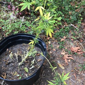 Left over bud with seeds to ripen Durban Poison.jpg