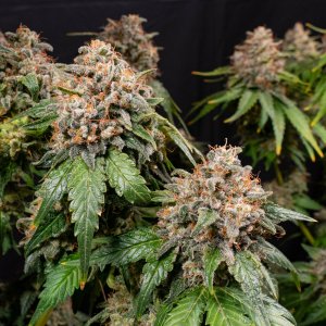 WHITE-WIDOW-XXL-BFP1020671-ORIGINAL-HRES.JPG