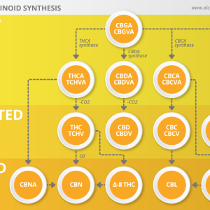 infografia-sintesi-cannabionids-en.png