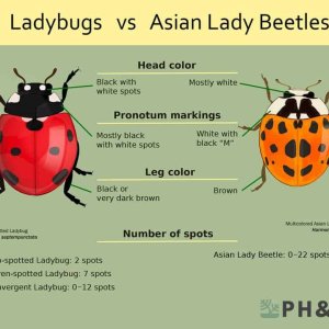 ladybug-vs-asian-beetle-infographic-1024x866.jpg