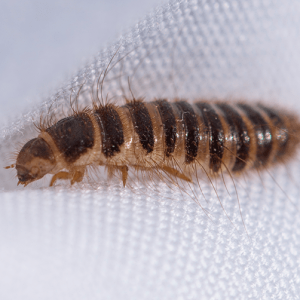 carpet-beetle-larvae.png