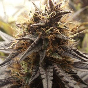 purple kush plant 1 day 39.JPG