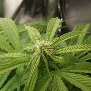 green crack bud day 11.JPG