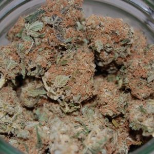 cured-bud-60days-fridge-low-slow.JPG