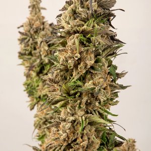 Day 120  LB bud one 2 Nov.jpg