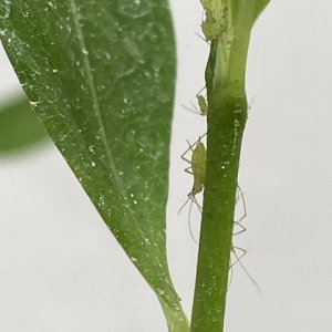 aphid q.jpg