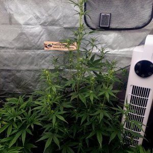 Blueberry Auto-1.5 days stretch.jpg