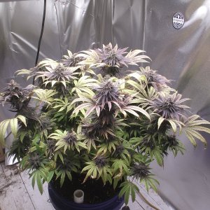 Purple Kush_49days.JPG