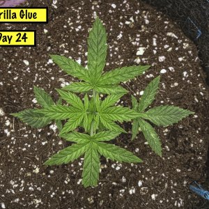 Day 24 Gorilla Glue Top_Nik_Nik_openWith.jpeg