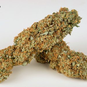 Amnesia Auto buds 28 Oct.jpg