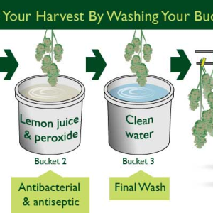 Bud Washing Infographic.png