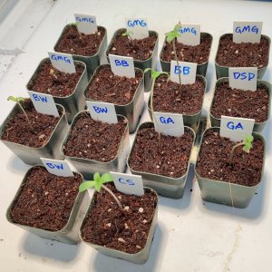 seedlings1.jpg