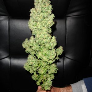 Big Bud