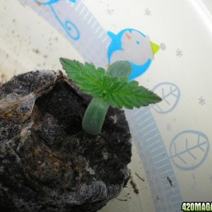 1-19-11_Sprout_4