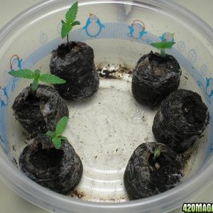 1-19-11_Sprouts