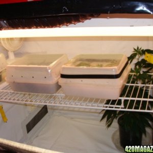 Stilletto Grow Setup 4