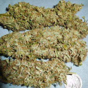 Panama harvest plus 9 (1).JPG