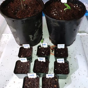 seedlings1.jpg