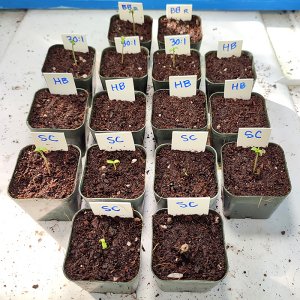 seedlings1.jpg