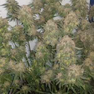 811_grow-journal-by-ronesbudscustomcritical-purple.jpg