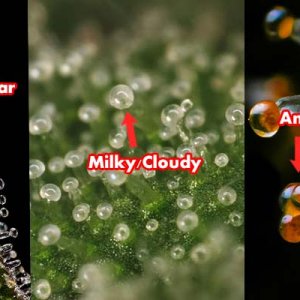 Checking-Trichome-Ripeness-Cannabis-Harvest.jpg