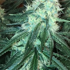 GDB bud1 12-14-22 F59.JPG